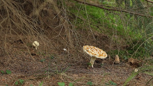 Fly Amanita Mushrooms on Forest Floor