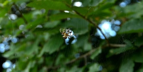 Spider 6