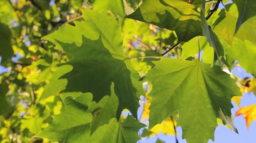 Leaves 30