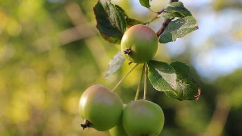 Apples On The Tree 01