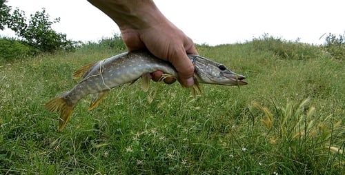 Freshly Caught Pike Held in Hand Outdoors
