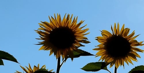 Sunflowers 1
