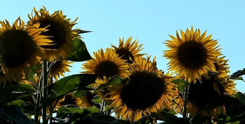 Sunflowers 2