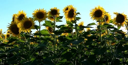 Sunflowers 3
