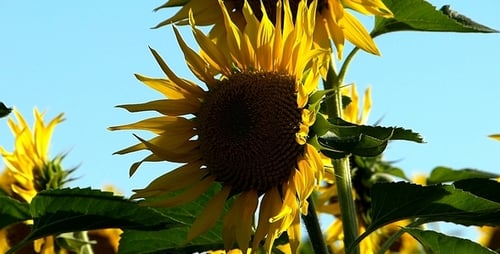 Sunflowers Blooming in a Sunny Field on Summer Day