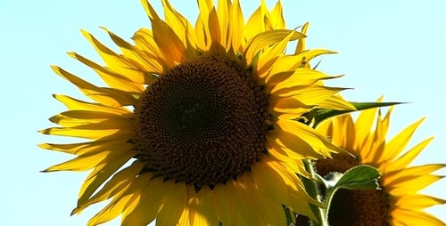Sonnenblumen 6