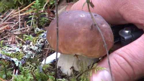 Penny Bun, Porcino o Cep