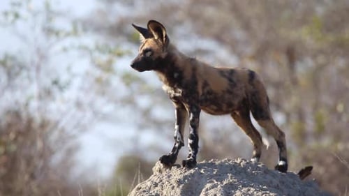 African Wild Dog Standing Alertly on Mound