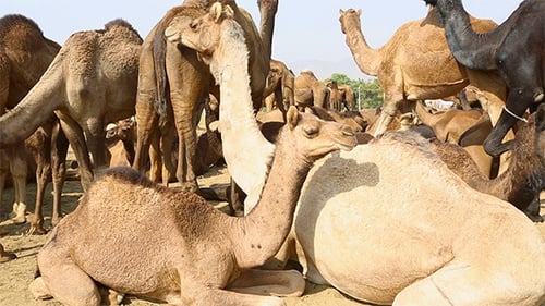 Camels