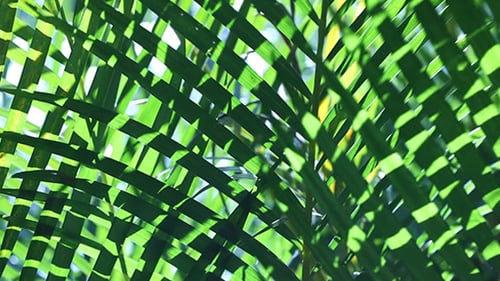 Green Leaf In Nature 10