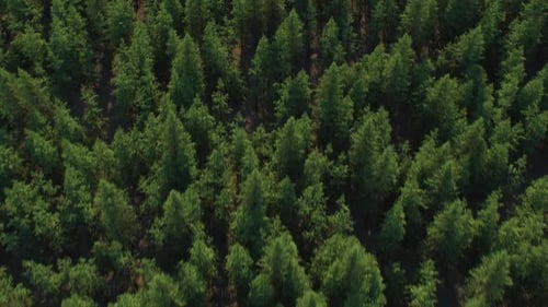 Serene Aerial Forest View – Cinematic Nature Landscape (Full HD)