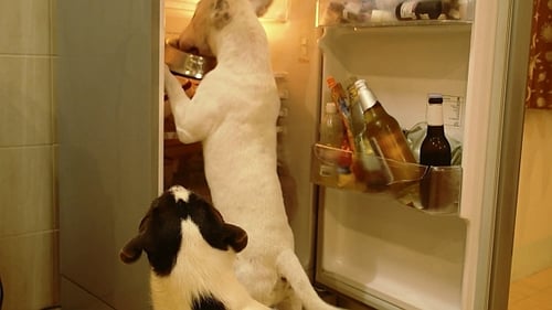 Funny Hungry Dog