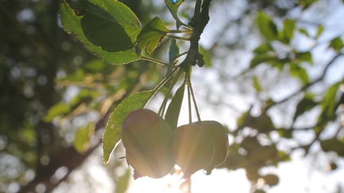 Manzanas en el árbol 02