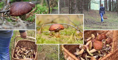 Mushroom Picking in the Woods