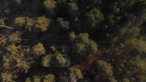 Pine Forest Top-down View. Flying Over a Rare Pine Forest with the Camera Lowered Vertically Down