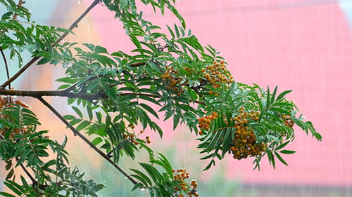 Rain