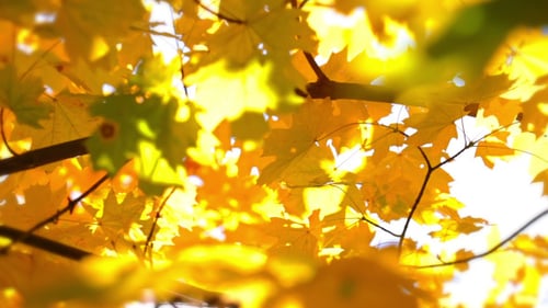 Defocused Autumn Leaves and Sun
