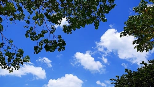 Tree Branches Frame Blue Sky and Clouds
