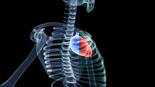 Heart And Skeleton
