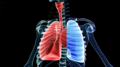 3D Human Lungs and Skeleton Respiratory System Animation
