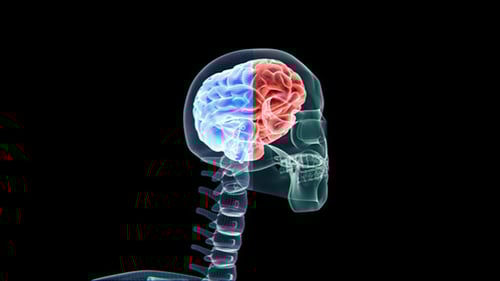 3D Human Brain and Skull Scan Animation
