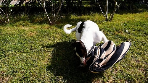 Funny Dog Playing