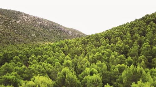 Fly By Evergreen Dense Thicket On Mountain Ranges. Aerial Drone Shot