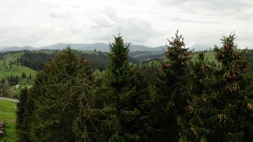 Aerial Drone Shot of Flying Up a Mountains Flight Over Pine Trees and Mountain Ranges in the