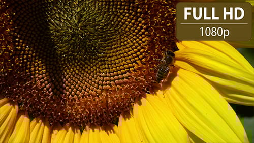Bee Collecting Pollen on a Yellow Sunflower