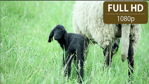 Black Lamb and Sheep Standing In The Field