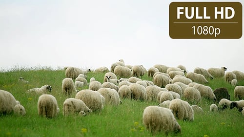 Group of Sheeps Grazing in the Field 1
