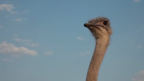 Ostriches