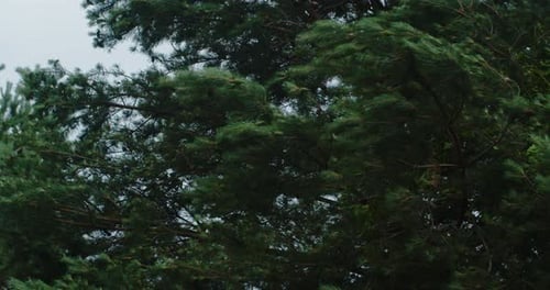 Épinette bleue, branches se balançant dans le vent