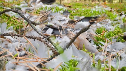 Scattered Bird Feathers on Forest Ground