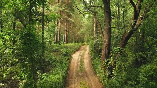 Flight Through Countryside Road Path Walkway Lane Through Green Summer Forest Landscape