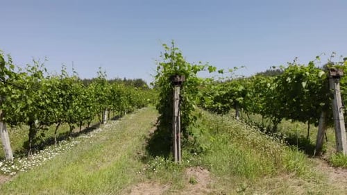 Eine stetige Aufnahme von Weinbergreihen an einem heißen, trockenen und sehr hellen Nachmittag