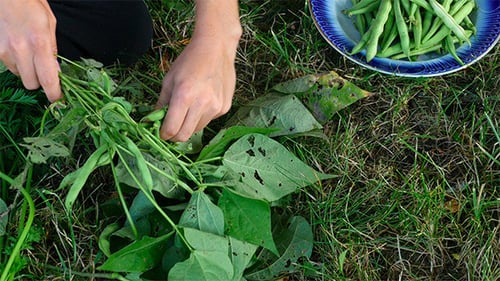 Bean Yield