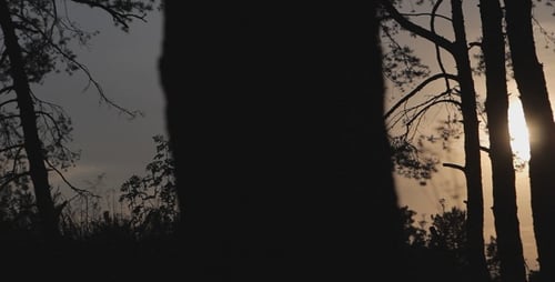Forest At Sunset