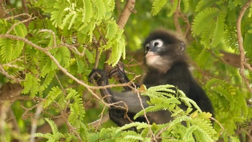 Niedlicher Brillenblatt-Langur, düsterer Affe auf einem Ast inmitten grüner Blätter in Ang Thong National