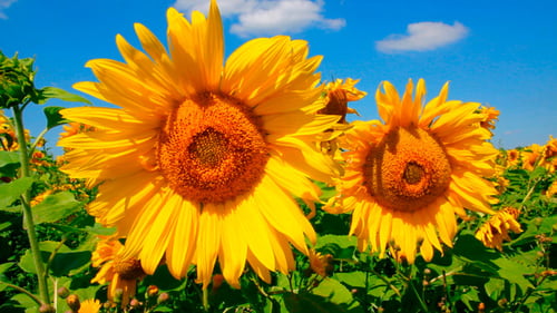 Blüte Sonnenblumen 1