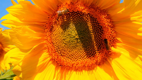 Sunflower Close-Up with Bees Pollinating in Summer