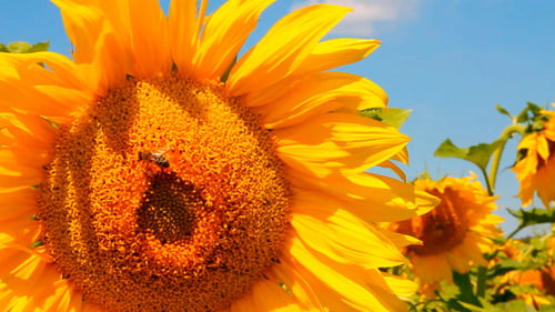 Sunflower and Bee in Rural Field on Sunny Day