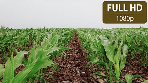 Cornfield 1