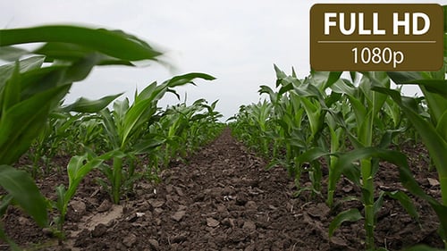 Cornfield 2