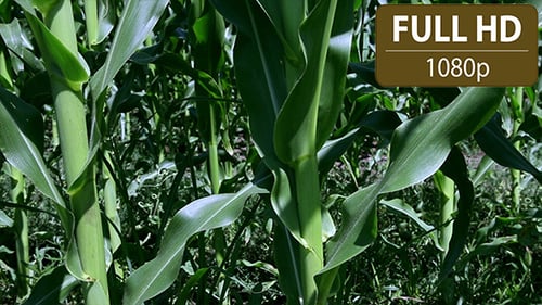 Dolly Shot of a Cornfield