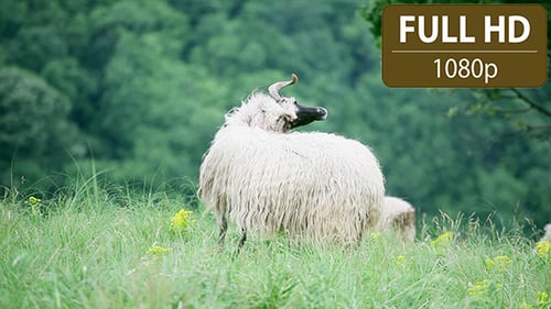 Sheep Standing in the Field 2