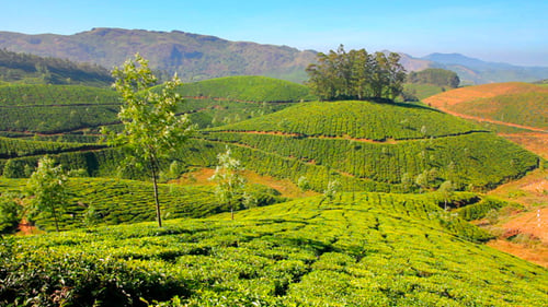 Plantation de thé de montagne à Munnar 1