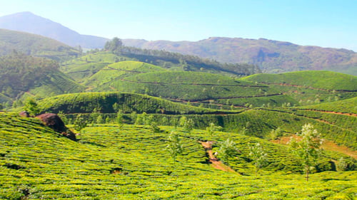 Plantation de thé de montagne à Munnar 2
