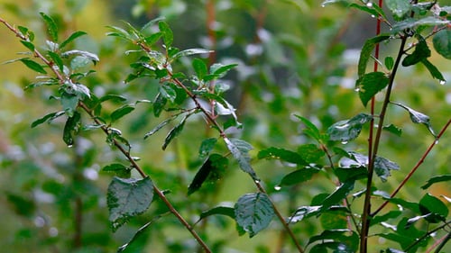 Green Leaves Under Rain