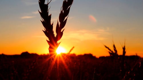 Wheat Field at Glowing Sunrise